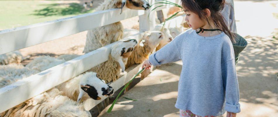 A young girl stands near a fence, extending a piece of grass to feed a group of sheep. 