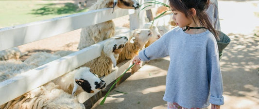 A young girl stands near a fence, extending a piece of grass to feed a group of sheep. 